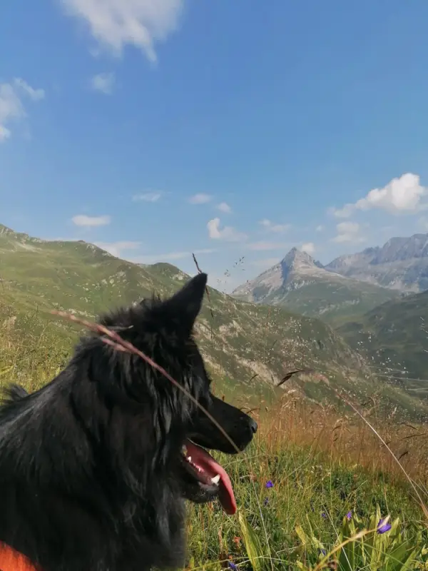 Ein Hund sitzt im Gras mit Bergen im Hintergrund. – Jugend und Hund Lager 2022 in Segnas