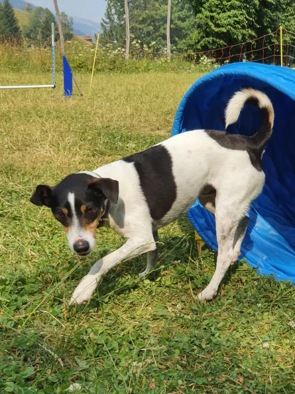 Ein Hund steht in einem blauen Tunnel. – Jugend und Hund Lager 2022 in Segnas
