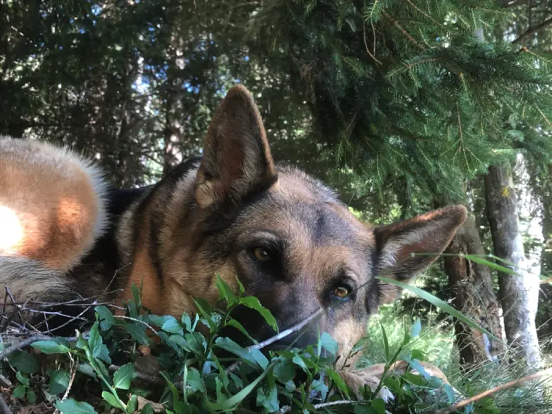 Ein Hund liegt im Gras neben einem Baum. – Jugend und Hund Lager 2022 in Segnas