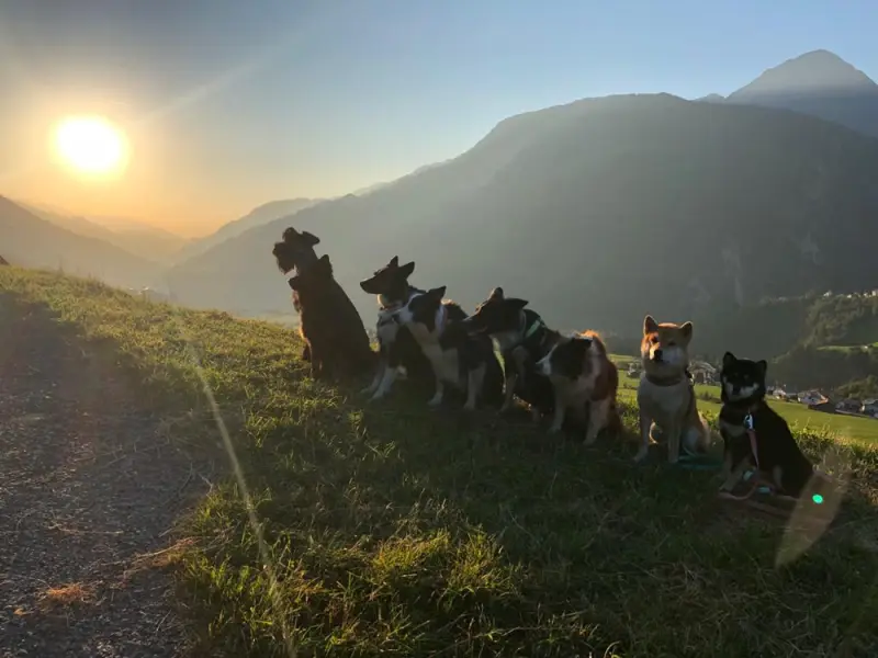 Eine Gruppe von Hunden, die auf einem Hügel sitzen. – Jugend und Hund Lager 2022 in Segnas