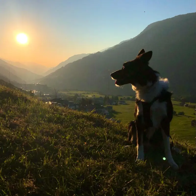 Ein Hund sitzt auf dem Gras vor einem Berg. – Jugend und Hund Lager 2022 in Segnas