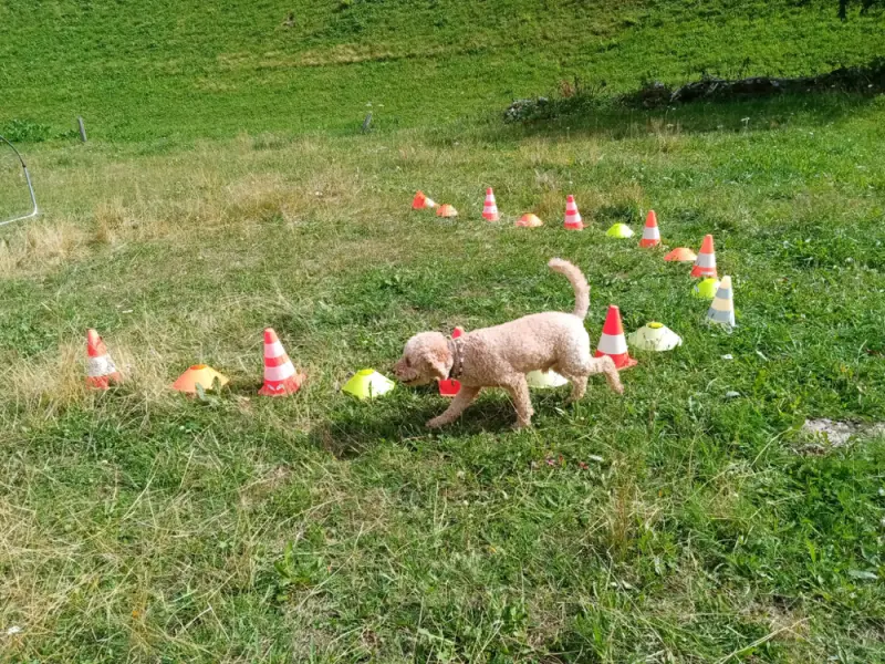 Das Bild zeigt einen kleinen braunen Hund, der auf einem üppigen grünen Feld steht, umgeben von Verkehrskegeln und einem… Rasse: Grosspudel. – Jugend und Hund Lager 2023 in Segnas