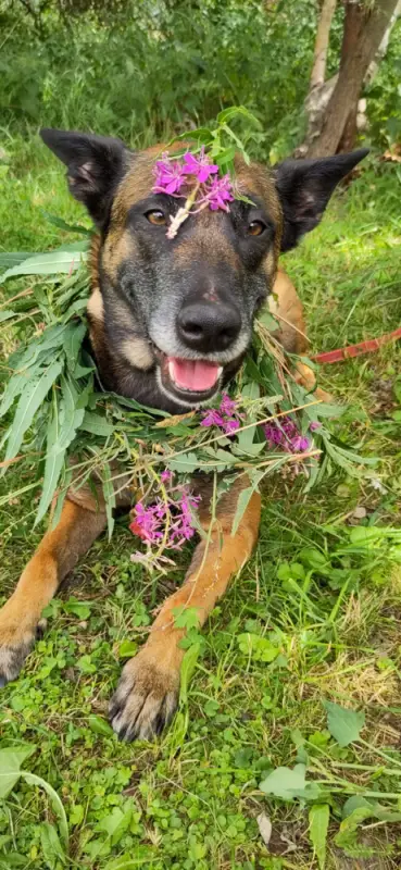 Das Bild zeigt einen Hund, der im Gras liegt, mit einer Blumenkrone auf dem Kopf, umgeben von üppig grünen Pflanzen und Bäumen im… – Jugend und Hund Lager 2023 in Segnas