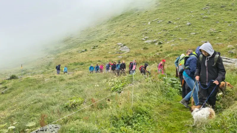Eine Gruppe von Menschen, die ihre Hunde auf einem grasbewachsenen Hügel laufen, umgeben von Pflanzen, Blumen, Steinen und… Rasse: Bretone. – Jugend und Hund Lager 2023 in Segnas