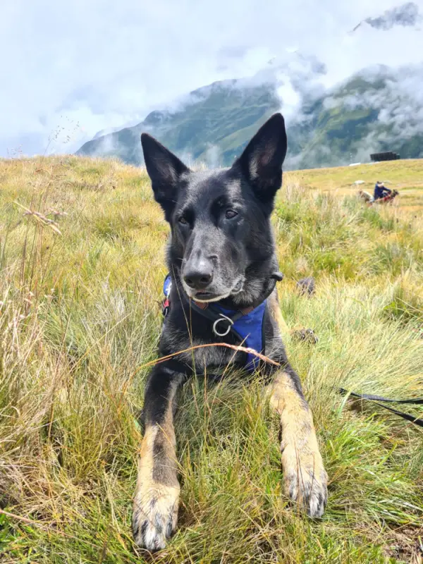Ein Hund liegt im Gras mit Bergen im Hintergrund. – Jugend und Hund Lager 2023 in Segnas