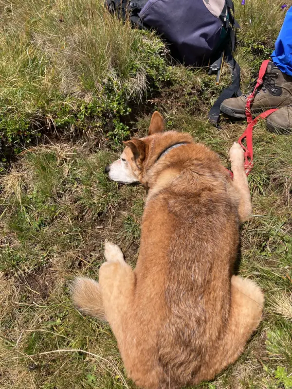 Ein Hund sitzt im Gras mit einem Rucksack hinter ihm. – Jugend und Hund Lager 2023 in Segnas