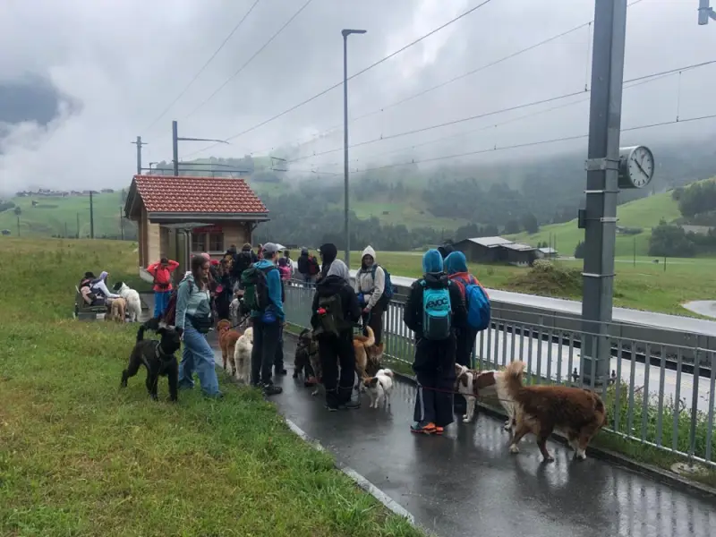 Eine Gruppe von Menschen, die eine Strasse mit Hunden entlang gehen. – Jugend und Hund Lager 2023 in Segnas