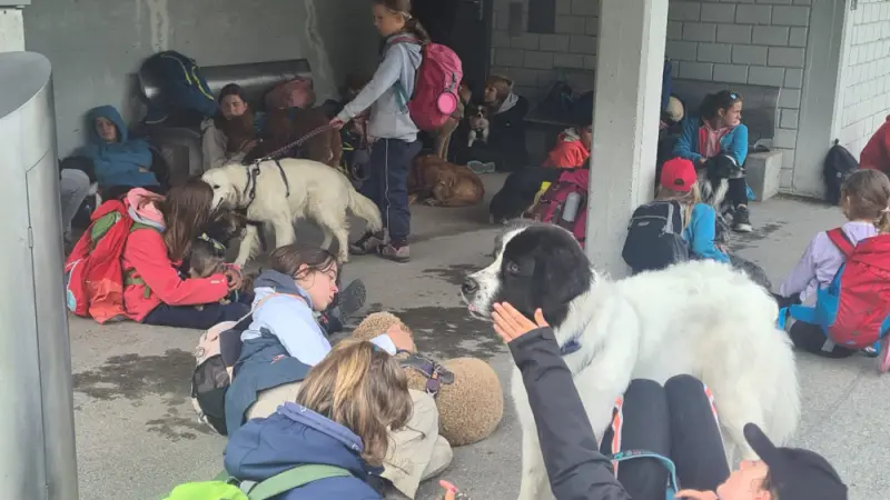 Eine Gruppe von Kindern, die mit ihren Hunden auf dem Boden sitzen, von denen einige Taschen… Rassen: Pyrenäenberghund, Clumber Spaniel. – Jugend und Hund Lager 2023 in Segnas