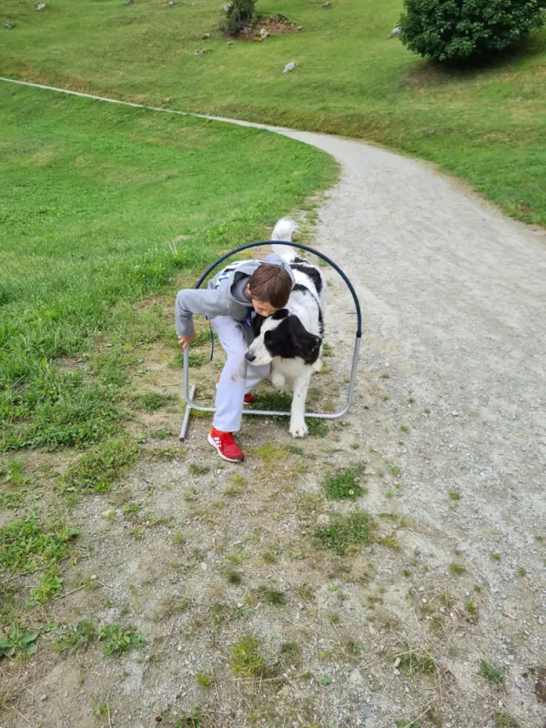 Das Bild zeigt einen Mann, der mit einem Hund an der Leine in einem Park spielt. Rasse: English Springer Spaniel. – Jugend und Hund Lager 2023 in Segnas