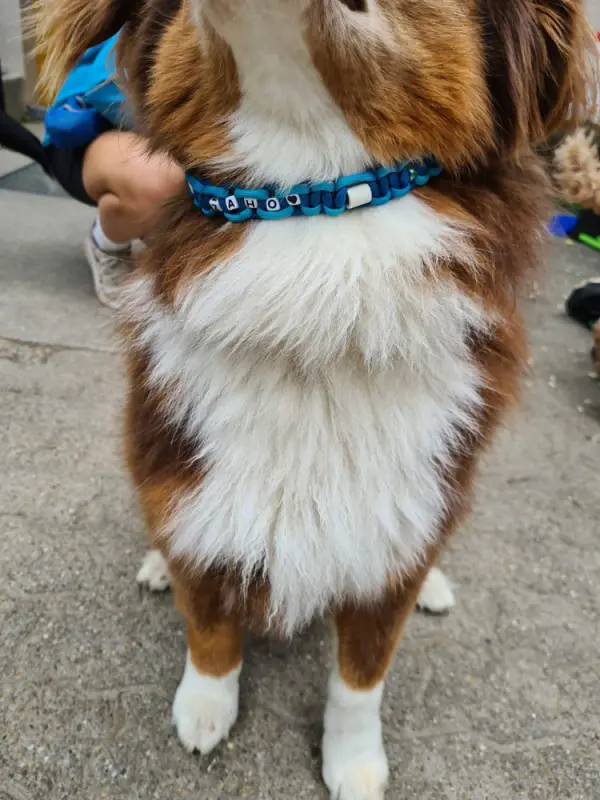 Das Bild zeigt einen braun-weissen Hund, der auf einem Bürgersteig steht, mit einem blauen Gürtel um den Hals. Rasse: Berner Sennenhund. – Jugend und Hund Lager 2023 in Segnas