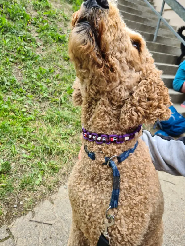Ein mit einem Hund mit einem Halsband. – Jugend und Hund Lager 2023 in Segnas