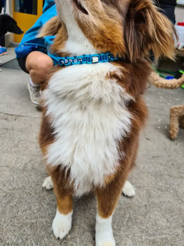 Das Bild zeigt einen braun-weissen Hund, der auf einem Bürgersteig neben einer Person steht, die ein blaues Kleid trägt. – Jugend und Hund Lager 2023 in Segnas