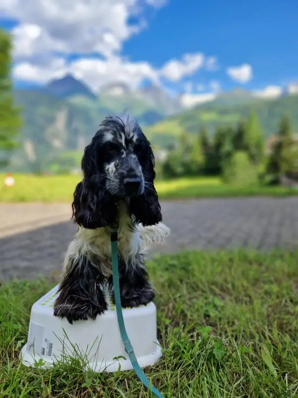 Ein Hund sitzt auf einer weissen Box. – Jugend und Hund Lager 2024 in Segnas