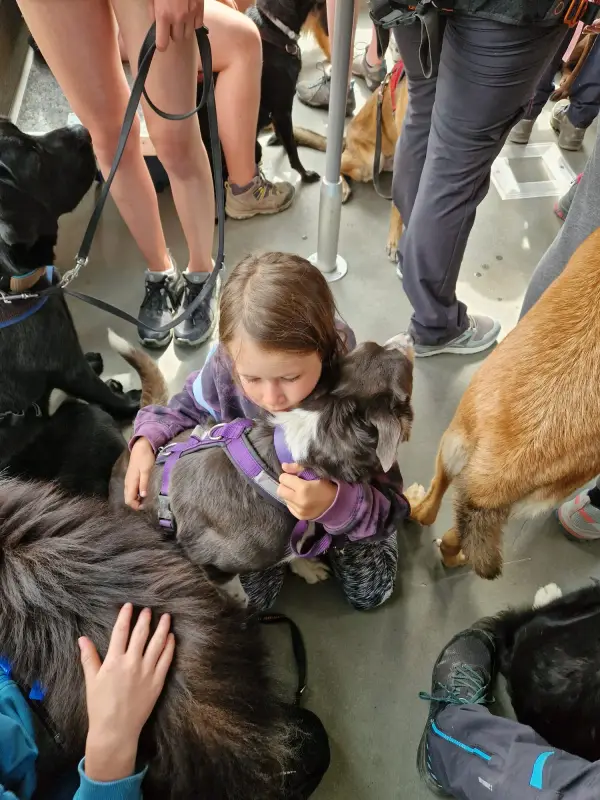 Ein kleines Mädchen füttert einen Haufen Hunde. – Jugend und Hund Lager 2024 in Segnas