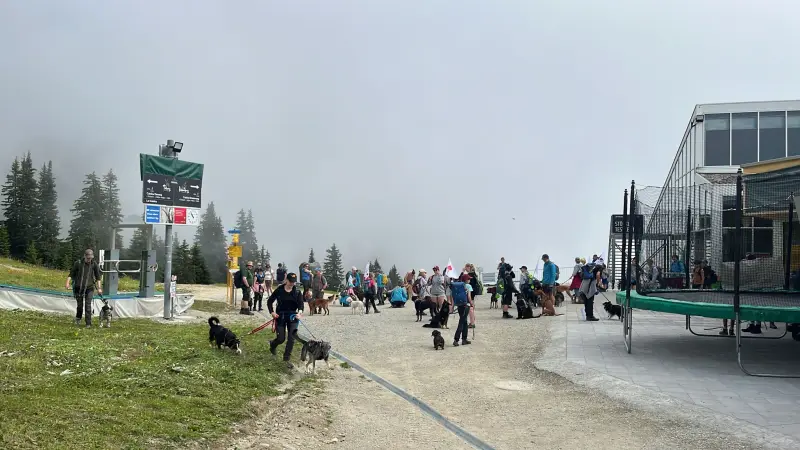 Menschen, die mit einem Hund auf einer Spur gehen. – Jugend und Hund Lager 2024 in Segnas