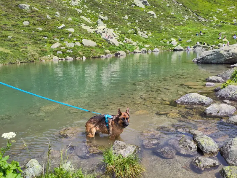 Ein Hund steht im Wasser in der Nähe von Felsen. – Jugend und Hund Lager 2024 in Segnas