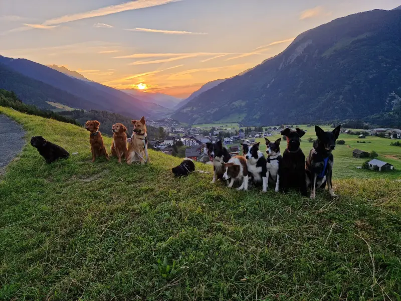 Eine Gruppe von Hunden, die auf einem Hügel sitzen. – Jugend und Hund Lager 2024 in Segnas