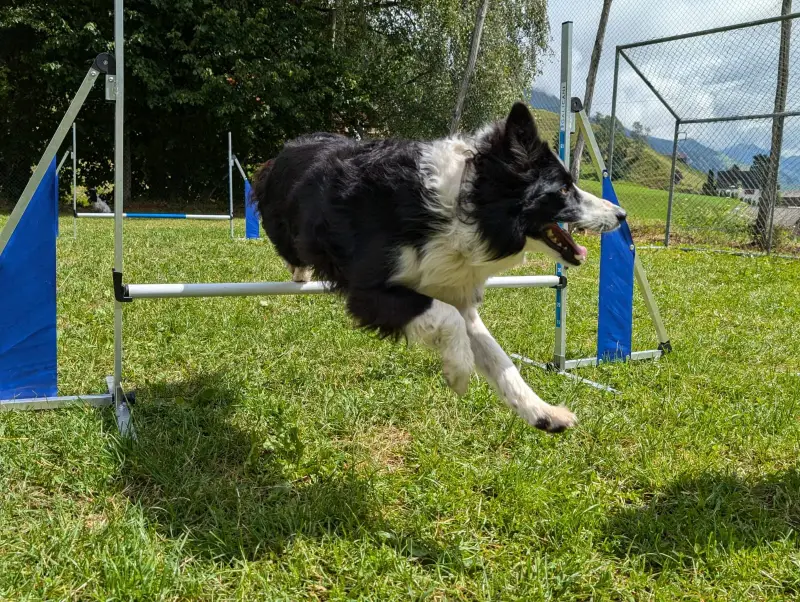 Ein Hund, der durch ein Grasfeld läuft. – Jugend und Hund Lager 2024 in Segnas