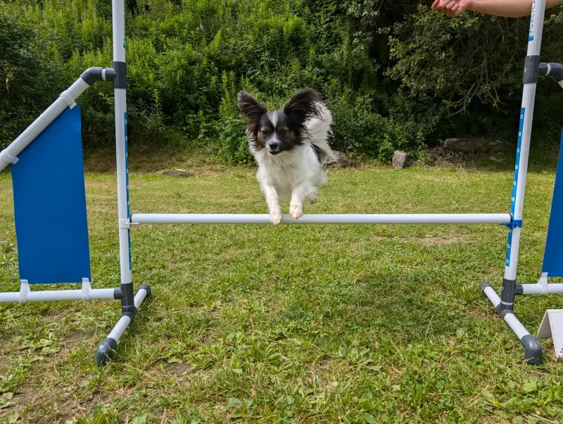 Ein Hund springt über eine Hürde in einem Feld. – Jugend und Hund Lager 2024 in Segnas