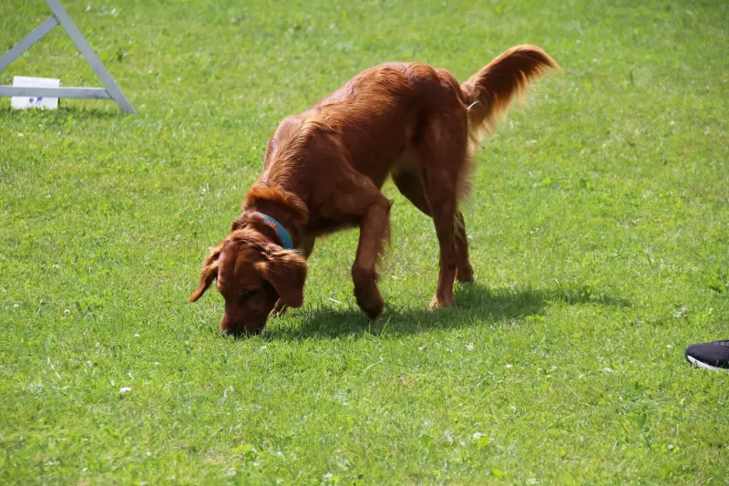 Das Bild zeigt einen braunen Irish Setter Hund, der auf einem üppigen grünen Feld steht, mit dem Bein einer Person auf der rechten Seite… – Jugend und Hund Lager 2025 in Segnas