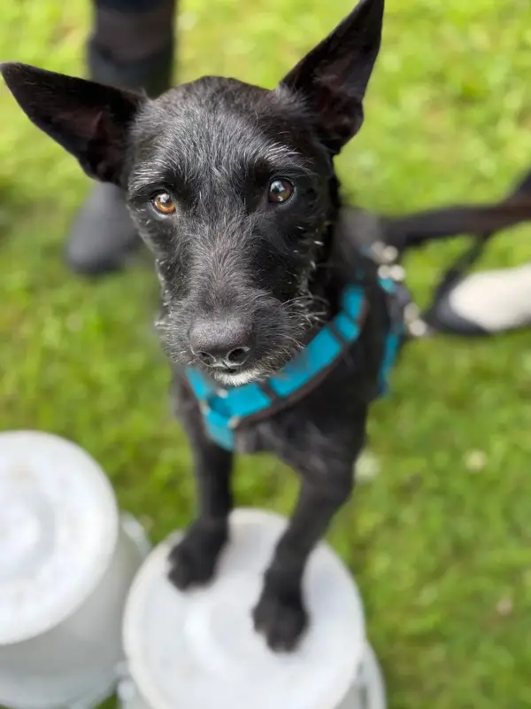 Das Bild zeigt einen schwarzen Hund, der auf einem weissen Sockel in einem Grasbereich steht, wobei das Bein einer Person im Hintergrund… – Jugend und Hund Lager 2025 in Segnas