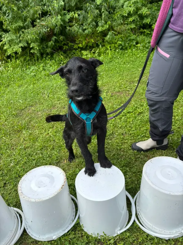 Das Bild zeigt einen schwarzen Hund, der auf einem weissen Eimer steht, mit einer Person, die rechts von ihm einen Gürtel hält. – Jugend und Hund Lager 2025 in Segnas