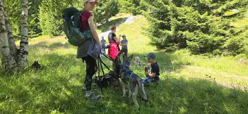 Eine Gruppe von Menschen, die ihre Hunde durch ein Grasfeld im Wald laufen. – Jugend und Hund Lager 2025 in Segnas