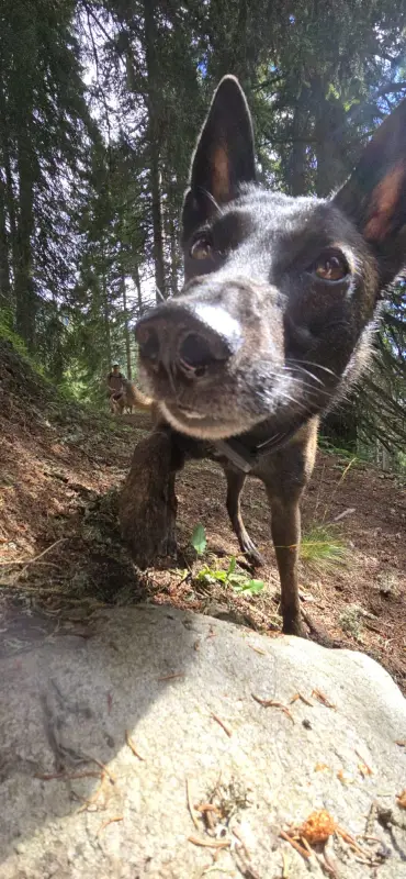 Das Bild zeigt einen schwarzen und braunen Hund, der auf einem Felsen im Wald steht, umgeben von Bäumen und einem klaren blauen Himmel. – Jugend und Hund Lager 2025 in Segnas