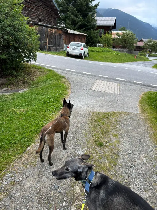 Zwei Hunde auf der Seite einer Strasse nebeneinander stehen, mit einem Auto fahren vorbei. – Jugend und Hund Lager 2025 in Segnas