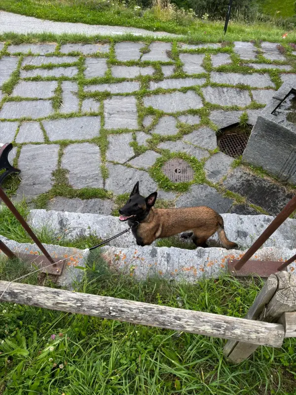 Das Bild zeigt einen braunen und schwarzen Hund, der auf einem grasbedeckten Feld steht, mit einem Holzzaun im Vordergrund und ein paar… – Jugend und Hund Lager 2025 in Segnas
