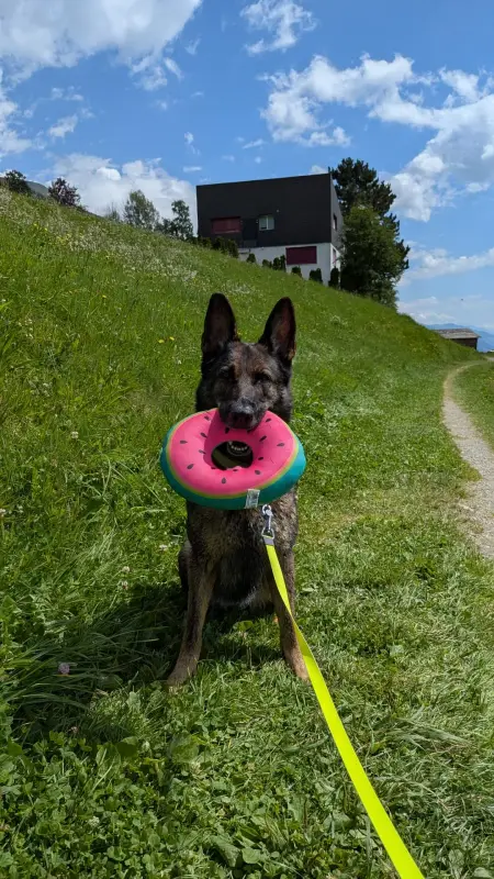 Das Bild zeigt einen Schäferhund, der im Gras sitzt, mit einer Frisbee im Mund, umgeben von einem gelben Gürtel. – Jugend und Hund Lager 2025 in Segnas
