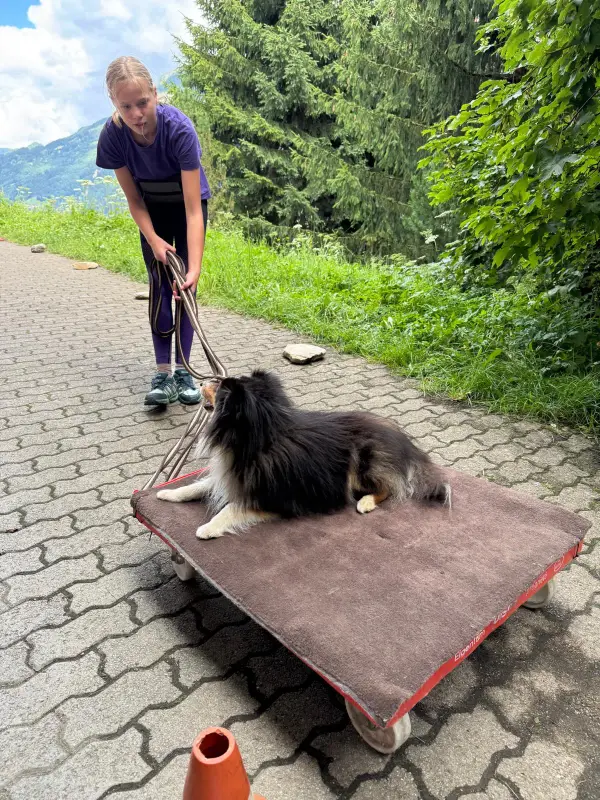 Eine Frau, die neben einem Hund auf einem Karren steht, mit einer Leine in der Hand. – Jugend und Hund Lager 2025 in Segnas