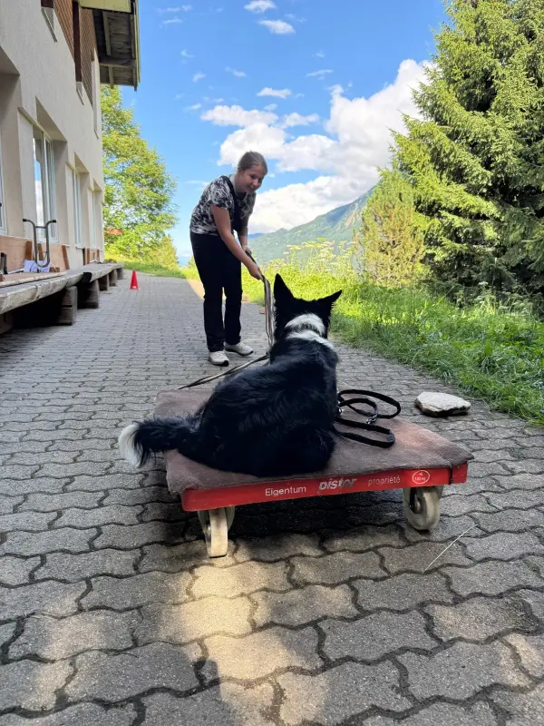 Eine Frau, die einen schwarz-weissen Hund auf einen roten Wagen eine Strasse hinunter schiebt. – Jugend und Hund Lager 2025 in Segnas