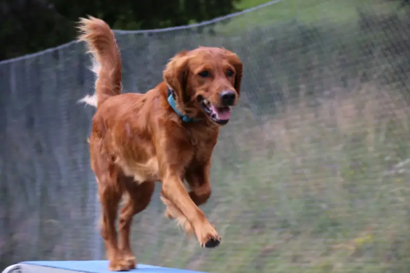 Das Bild zeigt einen braunen Hund auf einem blauen Trampolin springen, mit einem Gürtel um den Hals. – Jugend und Hund Lager 2025 in Segnas