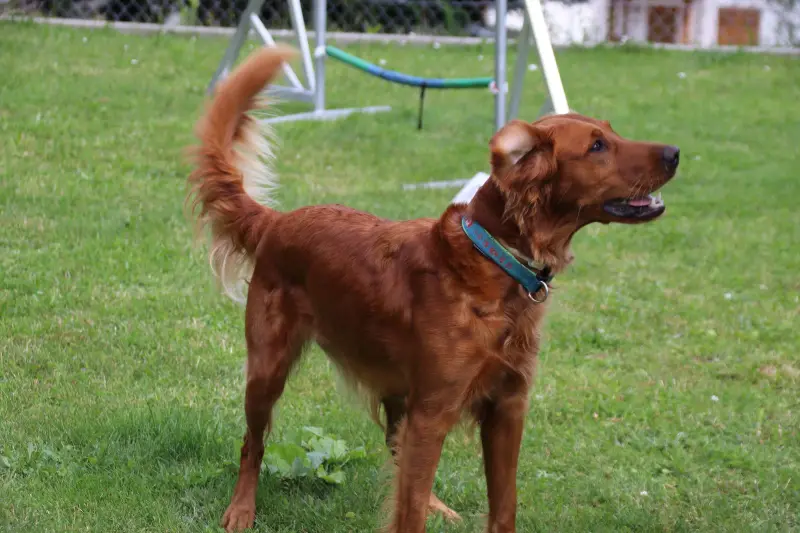 Das Bild zeigt einen braunen Irish Setter, der auf einem üppig grünen Feld steht, mit einem Gürtel um den Hals. – Jugend und Hund Lager 2025 in Segnas