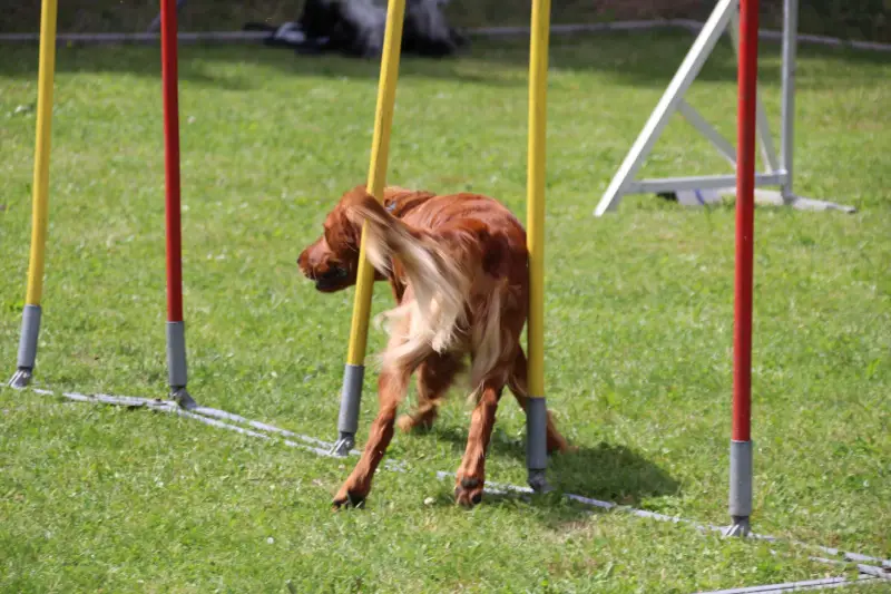 Das Bild zeigt einen Irish Setter, der in einem Grasfeld über ein Hindernis springt, mit Stöcken und einem Ständer im Hintergrund. – Jugend und Hund Lager 2025 in Segnas