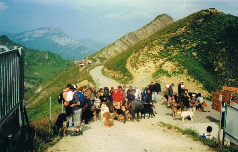 Eine Gruppe von Menschen, die eine unbefestigte Strasse mit ihren Hunden entlanggehen, umgeben von einem Zaun auf der linken Seite und… – Jugend und Hund Lager 2000 in Sörenberg