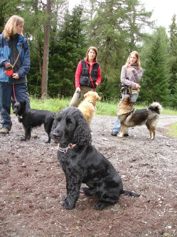 Eine Gruppe von Menschen, die mit Hunden im Wald spazieren. – Jugend und Hund Lager 2006 in Trans