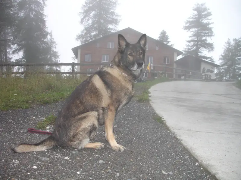 Ein Hund sitzt auf einer Schotterstrasse neben einem Haus. – Jugend und Hund Lager 2006 in Trans