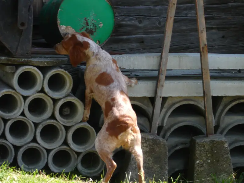 Ein stehend auf dem Hund auf dem. – Jugend und Hund Lager 2007 in Trans
