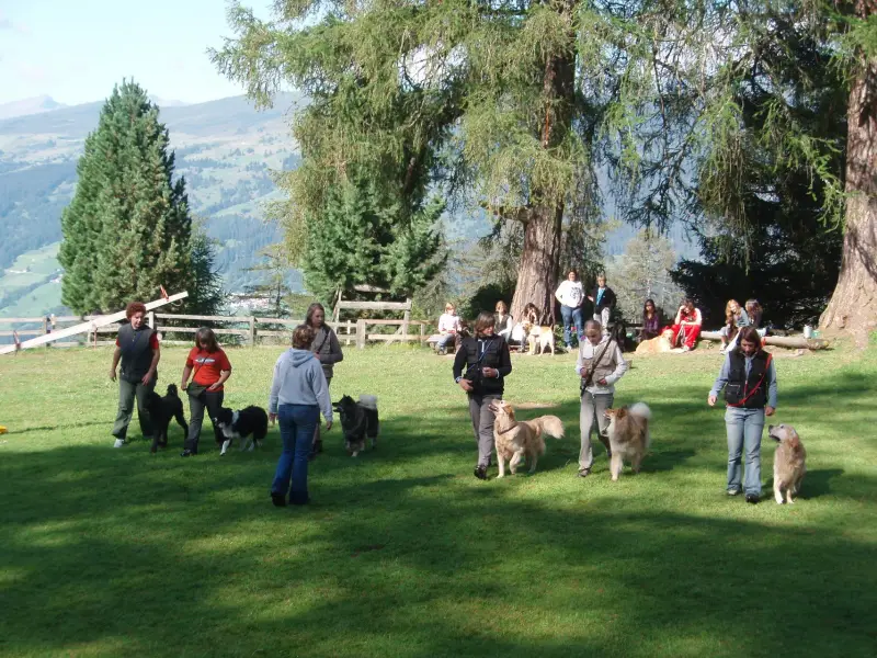 Eine Gruppe von Menschen, die auf einem Feld mit Hunden stehen. – Jugend und Hund Lager 2007 in Trans