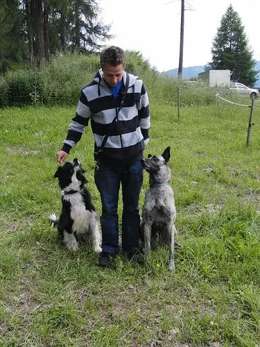 Ein Mann steht auf einem Feld mit drei Hunden. – Jugend und Hund Lager 2008 in Trans
