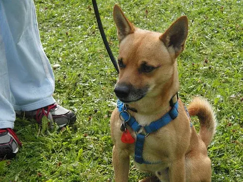 Ein sitzend auf sitzend auf dem hund auf dem boden. – Jugend und Hund Lager 2008 in Trans