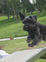 Ein Hund über einen Hund springen über ein Picknick Tisch. – Jugend und Hund Lager 2008 in Trans