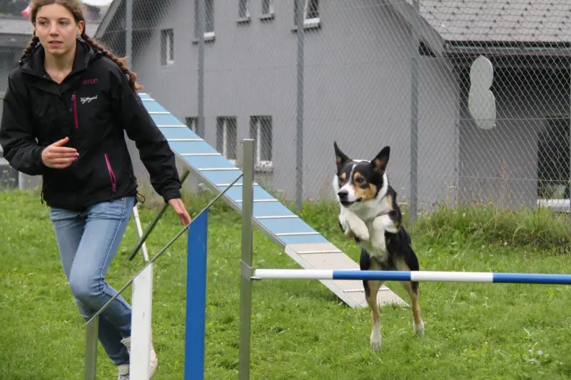 Eine Frau, die mit einem Hund an der Leine in einem grasigen Bereich läuft, umgeben von einem Zaun und Gebäuden mit… Rasse: Border Collie. – Jugend und Hund Lager 2012 in Vignogn