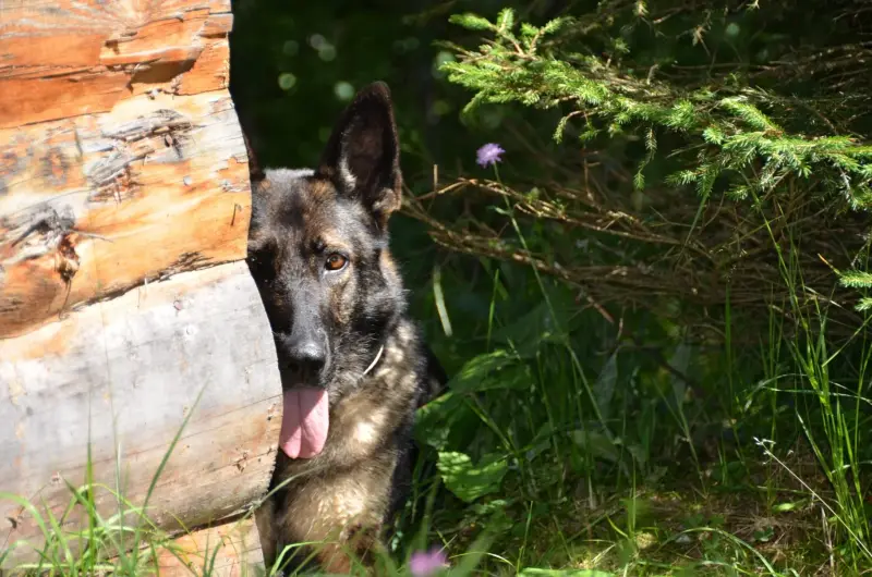 Das Bild zeigt einen Schäferhund, der im Gras neben einem Baumstamm sitzt, umgeben von Pflanzen und Blumen. Rasse: Deutscher Schäferhund. – Jugend und Hund Lager 2012 in Vignogn