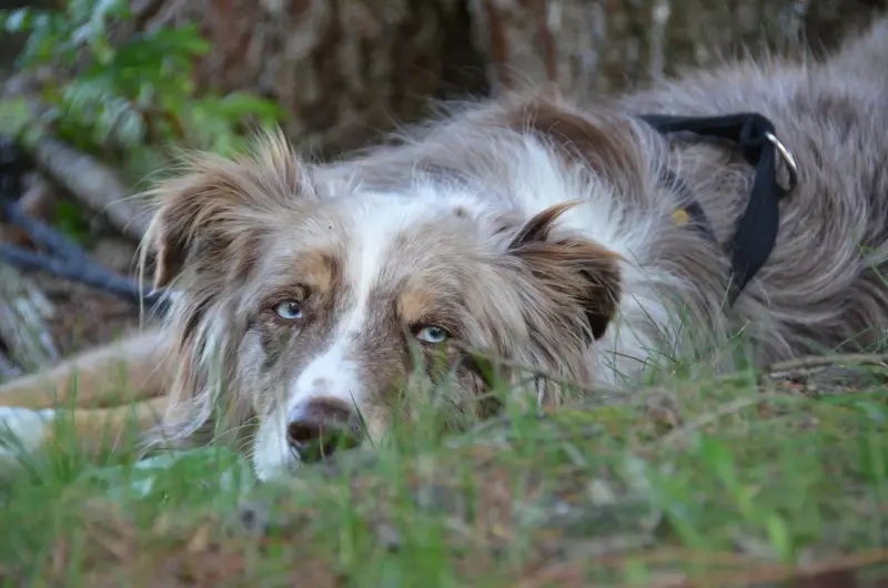 Das Bild zeigt einen braunen und weissen Hund, der im Gras neben einem Baum liegt, mit einem Gürtel um den Hals. Rasse: Border Collie. – Jugend und Hund Lager 2012 in Vignogn