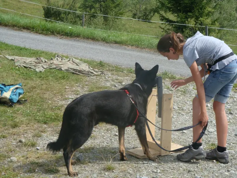 Eine Frau, die neben einem schwarzen und braunen Hund an der Leine steht. Rasse: Australian Kelpie. – Jugend und Hund Lager 2012 in Vignogn