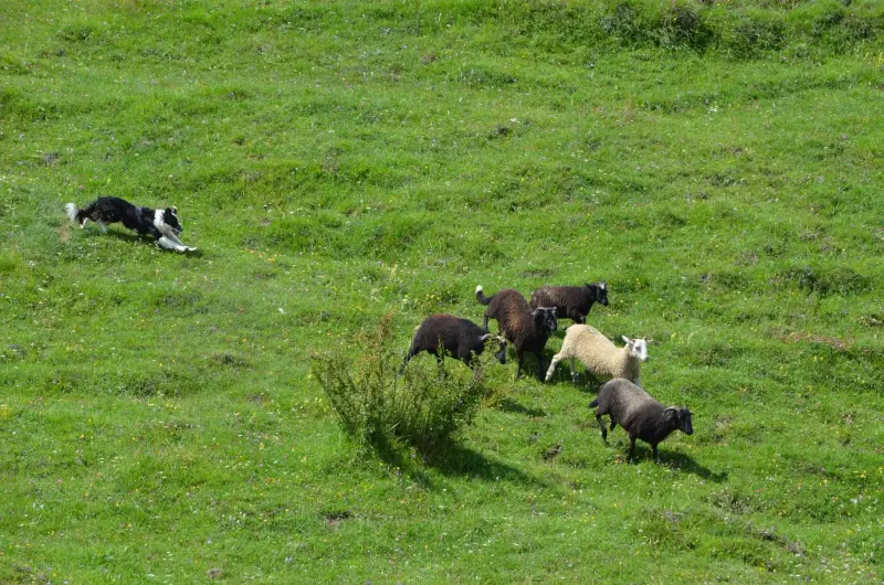 Das Bild zeigt einen schwarz-weissen Hund, der über ein üppig grünes Feld läuft, auf dem eine Herde Schafe weiden. – Jugend und Hund Lager 2012 in Vignogn