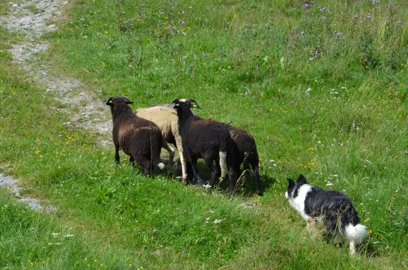 Das Bild zeigt einen schwarz-weissen Hund, der neben einer Schafherde auf einem Grasfeld steht. Rasse: Border Collie. – Jugend und Hund Lager 2012 in Vignogn